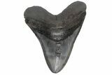 Fossil Megalodon Tooth - South Carolina #210742-1
